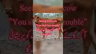 SEEING COW IN DREAM IN ISLAM|seeing cow in dream islam |#youtubeshorts #shorts #islam