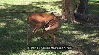 Saola – The 'Asian Unicorn' and the Rarest Animal on Earth
