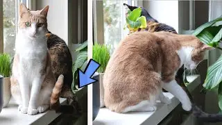 Tale Of The Wagging Tail - Cute Cats in 4k