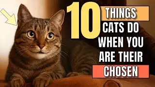 10 Things Cats Do ONLY for Their Chosen Human (Don&rsquo;t Miss #10) | CATZILLA ACADEMY