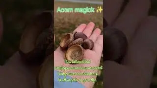 Acorns are nature's gifts ✨ #acornmagick #magick #folklore