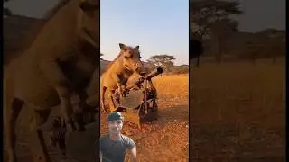 With For And 🤣 Funny Comedy Videos #animals #lion #funny #wildlife #babyanimals