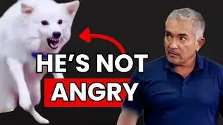 How to Stop a Dog&rsquo;s Fear of Strangers | Cesar's Recruit Asia