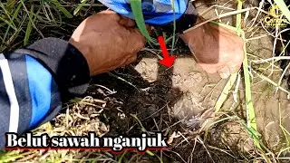 HUNTING FOR BIG EELS IN THE RICE FIELDS OF NGANJUK