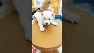 Cute puppies farm