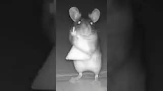 a clever mouse made fools of others #funnyshorts