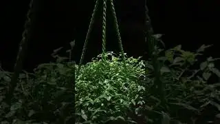 turtle vein#hanging plants#shorts