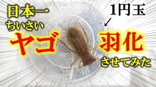 日本一ちいさいヤゴから生まれてきたトンボが可愛すぎた