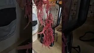 Purple Irish Sea Moss. Make a good drink with great benefits. #food #foodlover #foodlover #foodie