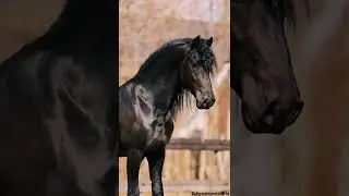 Black horse status 🐴 | whatsapp status | #shorts #viral #trending #status #horse