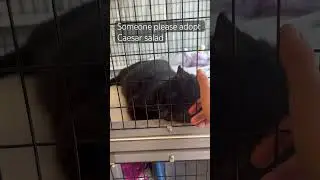 #adopting #cat #rescue #sad #babycat #shortsfeed #kitty #shortsvideo #shortsviral