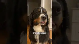 My Bernese Mountain Dog Weller and His &ldquo;Weller-isms&rdquo; 😂 #cutedog #funnydogs
