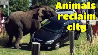 wild animals takeover city streets as residents are in lockdown  #shorts