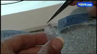 2 viruses new to NH found in same man