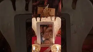 Rebirth collective Animal Wisdom guidance from Spirit and the Angels 