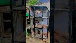 #aseelcage #poultryfarming #aseelmurga #aseelfarming #aseellover