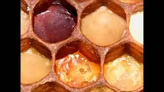 Beeswax comb cells with natural raw bee bread