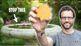 The Secret to an Algae-Free Bird Bath!