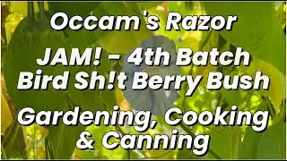 4th Batch - Bird Sh!t Berry Bush   Occam's Razor Gardening, Cooking & Canning