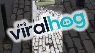 Pug Waits Patiently in Line || ViralHog