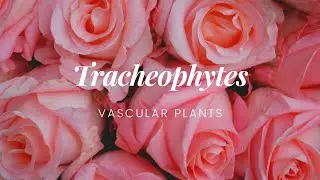 Tracheophytes | Division:Sphenophyta | Horsetails | Division:Fillicinophyta | Ferns | Pak Botanist