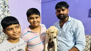 Labrador fimel dog at low price | Global Pet Shop |Azamgarh pet shop | call-7007950024.8922002151