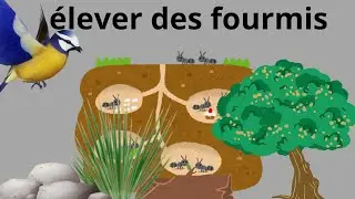 Une nouvelle aventure ! ( comment enlever des fourmis.)