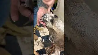 Getting some deer mounted up #deerhunting #taxidermy #deer #ytshorts #youtube #bucks #fyp #viral