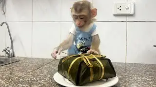 Lucky Monkey Cooks and Eats Fried Sticky Rice Cake with Dad