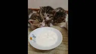 Котята! Первая еда #bengalcat