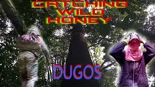 PALAYPAY21 ||CATCHING WILD HONEY FROM WILD FOREST|| #HONEYHUNTERS #PUREHONEY