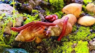 The Odd Couple : Millipedes and Snails Unite in a Forest Feast #Millipedes  #EducationalMillipede