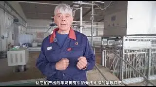 CP Group's modern dairy goat farm