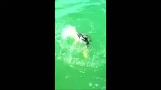 Turtle Rescue 5-18-12