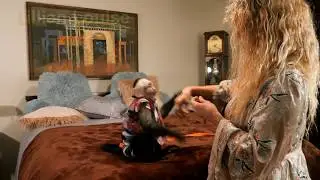 Pet Capuchin Monkey Training TRICKS