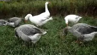 Pilgrim Geese on a Misty Morning