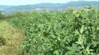 Cotswold Seeds First Hand: Lucerne