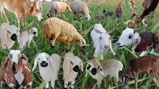 Animals farm | Chicken baby | Cow milk | Goat's Grazing | Sheep's Resting | Domestic farm