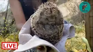 The hedgehogs woke up so we are letting them free -Takis Shelter