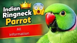 Indian Ring Neck All Information and Care,diet imfo