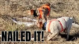 AMAZING Dog Hunting Skills on Full Display | Simlpe Hunts E69 | #birddog #huntingdog #hunting