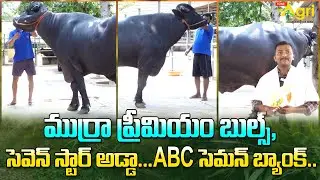 Murrah Premium Bull Semen | ముర్రా ప్రీమియర్ బుల్స్, సెవెన్ స్టార్ అడ్డా ABC సెమన్ బ్యాంక్ Tone Agri