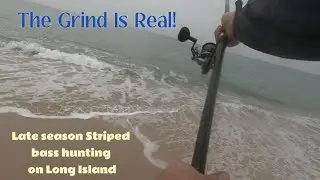 Striped Bass Grinding Late November on Long Island