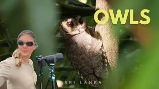Filming Three Owl Species in Daylight | Yala, Sri Lanka
