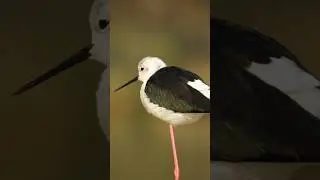 How I Captured this black winged stilt bird #youtubeshorts #shorts