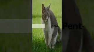 Why Do Cats Attack You Randomly!