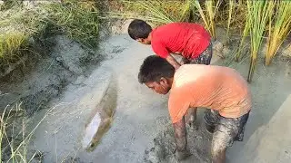 Amazing village hand fishing monster sol fish hunting||village boy monster snake head fish catching.