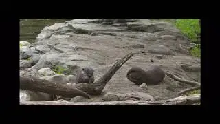 PSA Project: The Smithsonian Zoo on Asian/Small-Clawed Otters by: Bella