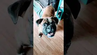 #gooddog #boxersarethebest