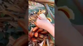 ► Harvest sweet red bananas on a warm sunny day - For fruit lovers #shorts #farming #trending